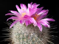 Thumbnail of 0176.1_Thelocactus macdowellii_20140417-001.JPG